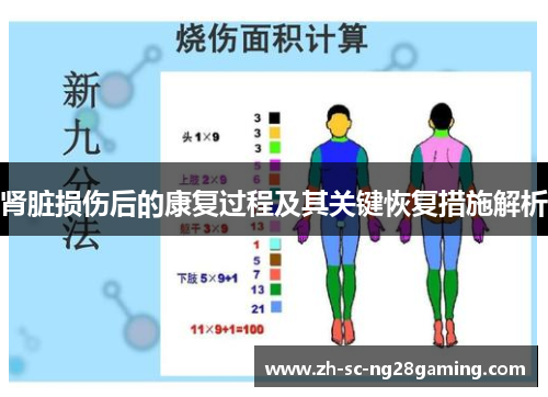 肾脏损伤后的康复过程及其关键恢复措施解析 肾脏损伤后的康复过程及其关键恢复措施解析